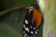 *(Lpidoptre - Nymphalidae - Heliconius hecale zuleika)
